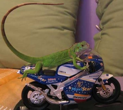 iguana_en_moto.jpg